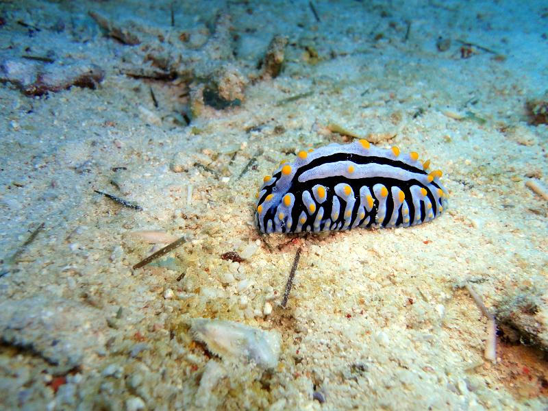 phyllidie verruqueuse - Phyllidia varicosa.jpg